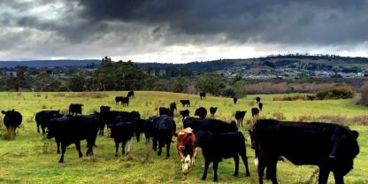 Eine Rinderherde auf einer Weide in Tasmanien