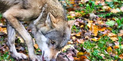 Welche Konsequenzen hat die Herabsetzung des Schutzstatus vom Wolf?