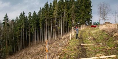 Die Naturverjüngung ist ein Förderkriterium beim Klimaangepassten Waldmanagement.