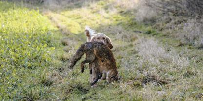 Der Hund ist ein wichtiger Helfer bei der Jagd auf den Rotrock.