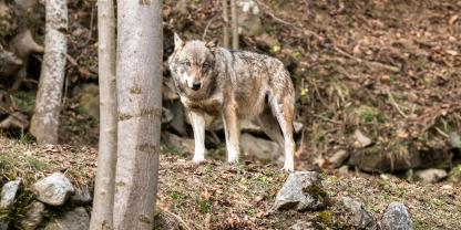 Im Berchtesgadener Land kritisieren Naturschützer den Umgang mit dem Wolf.