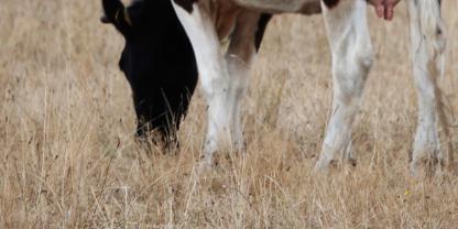 Eine Holstein-Kuh grast auf trockener Weide