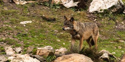 In Österreich wurde ein Wolf ohne Genehmigung geschossen (Symbolbild).
