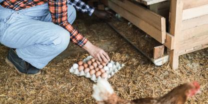 Eier-Hühnerstall_AdobeStock_439825291