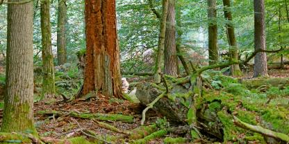 Abb. 1: Die Umsetzung eines Alt- und Totholzkonzeptes spielt bei der Umsetzung der Natura 2000-Anforderungen eine wichtige Rolle.