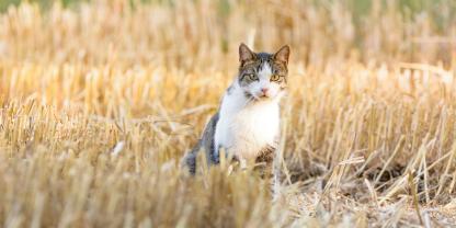 Der Jäger muss zwischen verwilderten und Hauskatzen unterscheiden.