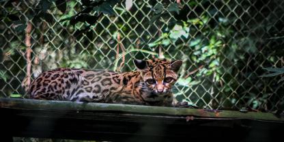 Leopardus tilcayo ist eine neue Wildkatzenart.
