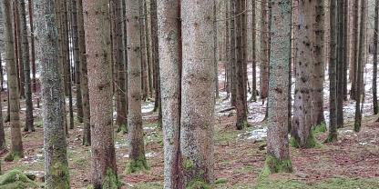 Abb. 1: Sehr vorratsreiche Wälder in dieser Form findet man vor allem im kleinen und mittleren Privatwald
