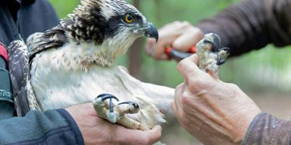 Auch die Wildtierforschung des Jahres soll mit einem SKADI AWARD ausgezeichnet werden.