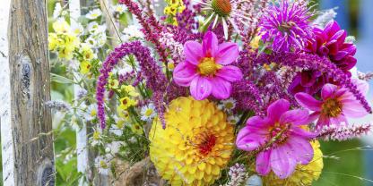 In Blumensträußen aus dem eigenen Garten bilden Dahlien oft den leuchtenden Mittelpunkt.