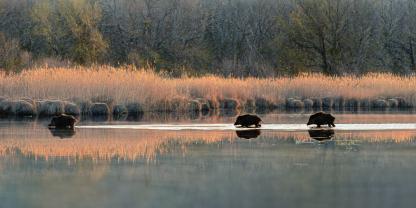 Schwarzwild in der Donau