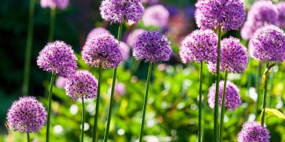 Zierlauch; Allium im Garten