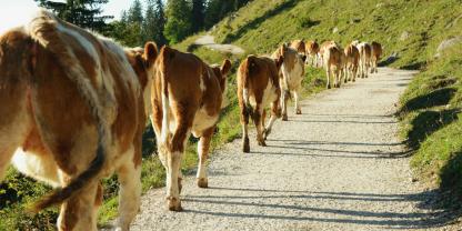 Weidetiere auf einem schmalen Wanderweg in den Bergen unterwegs. 
