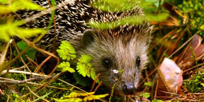 Igel und auch Maulwürfe sollen im September gezählt werden.