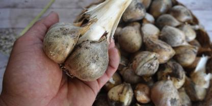 SYMBOLBILD: Den Größten Knoblauch der Welt hat ein Wettkämpfgärtner aus Großbritannien geerntet.
