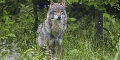<b><i>Wer schießt künftig auf den Problem-Wolf? Das sollten Jäger bei einer Umfrage beantworten.</i></b>