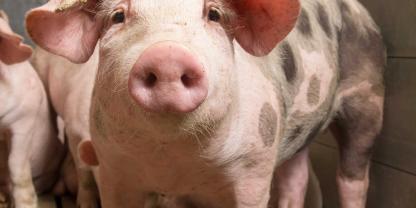 Ein Nachbar klagte gegen den Neubau eines Schweinemaststalls. Aber das Gericht gab dem Landwirt recht.