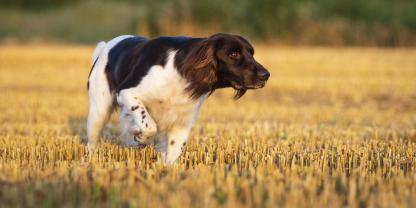 Der Kleine Münsterländer ist der kleinste der deutschen Vorstehhunde.