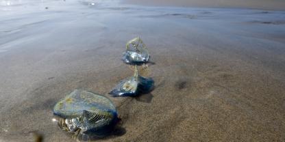 Die Segelqualle kommt eigentlich nur in tropischen bis subtropischen Meeren vor.