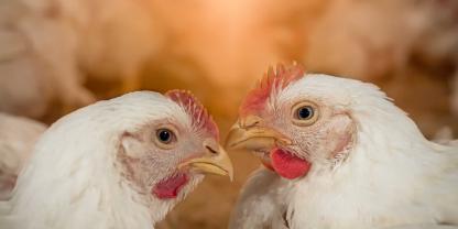 Fleisch von Masthähnchen wird in Deutschland immer beliebter. Aber es fehlt an Ställen, um den hohen Selbstversorgungsgrad aufrecht zu halten.