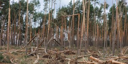 Sturmschaden-Wald-AdobeStock_2169495655