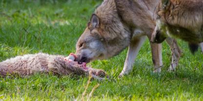 Ständige Risse sorgten für die Abschusserlaubnis eines Wolfs im Westerwaldkreis.