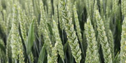 Weizen zur Blüte 2026: Für die Aussaat in diesem Herbst werden einige Sorten besonders deutlich empfohlen. Wir stellen sie vor.