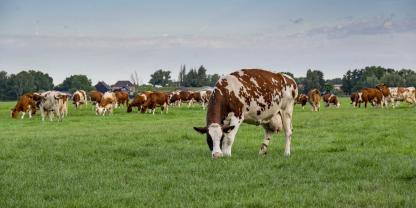 Red-Holstein-Herde auf Grünland