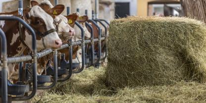 Rund 40.000 Ballen Heu wurden aus Deutschland nach Österreich bereits geliefert. Der Bedarf an Heuballen (Symbolbild) ist in Österreich noch nicht gedeckt.