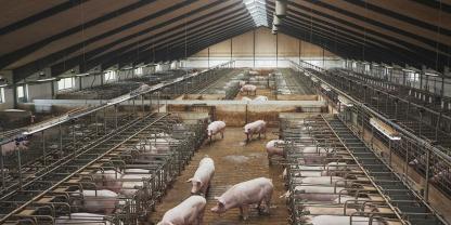 Ein moderner Schweinestall