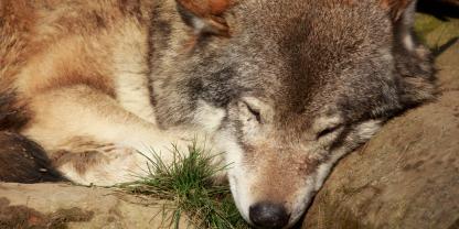 Im Trentino ist ein Wolf nach zahlreichen Rissen geschossen worden.