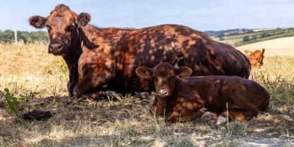 Das Shamonda-Virus ist inzwischen bei Rindern und weiteren Tierarten in Deutschland nachgewiesen worden (Symbolbild).