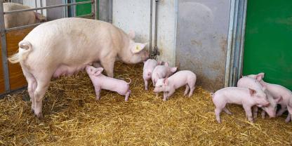 Beim ausgelaufenen Bundesprogramm Umbau Tierhaltung (BUT) droht eine Förderlücke von bis zu 400 Mio.€. Das sind aber nicht die einzigen Probleme, die Bundesagrarminister Alois Rainer schnell lösen muss.