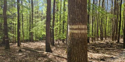 Zwei Striche für Laien, eine klare Grenzmarkierung für den Förster. Die Markierungen im Wald dienen der Kommunikation.