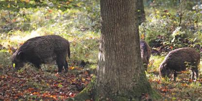 In ruhigen Revierteilen lassen sich die Schwarzkittel mit ein wenig Glück in Einstandsnähe bei gutem Licht beobachten.