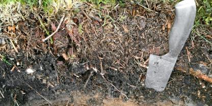 Abb. 1: Typischer Rohhumus (Bodentyp: podsolige Braunerde in geringmächtigem, umgelagerten Löss) unter einem noch vitalen, ca. 50-jährigen Fichtenbestand nahe der Hellefelder Höhe (Sauerland) mit 3 voneinander trennbaren Auflagehorizonten (L, Of, Oh); die Auflagehorizonte sind stark durchwurzelt. Das Messer steckt in der Horizontgrenze Oh-Ah.