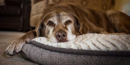 Eine Demenzerkrankung ist bei alten Hunden nicht selten.