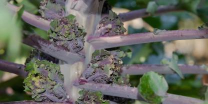 Flower Sprouts wachsen ähnlich wie Rosenkohl am Stängel. Auffällig sind ihre gekräuselten, grün-violetten Blätter.