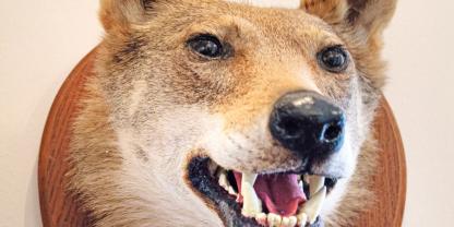 Der präparierte Kopf des „Würgers“ hängt im Rodewalder Heimatmuseum. 1948 trieb der Wolf zwischen Weser und Aller lange Zeit unerkannt sein blutrünstiges Unwesen.