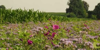 Blühstreifen mit Wildblumen
