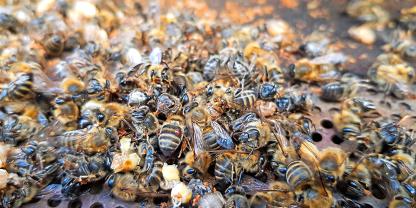 In Hofgeismar sind Millionen von Bienen verendet – ein neuer Laborbericht gibt Hinweise auf die Ursache