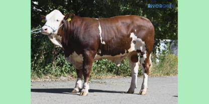 Fleckviehbulle Mavant P*S