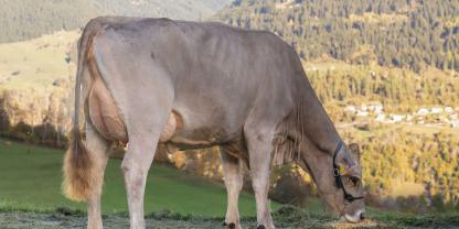Aus der Balu-Tochter Baldi wurde beim 2. Bavarian-All-Breeds-Sale ein Rind für 17.000 Euro versteigert.