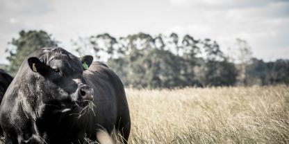 Ein Angus-Bulle erzielte in Australien einen neuen Rekordpreis. Seine Genetik soll für die Zucht künftig Millionen wert sein (Symbolbild).