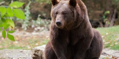 In Alaska startet ein kurioser Wettbewerb: Die Fat Bear Week. Gekürt wird Alaskas dickster Bär.