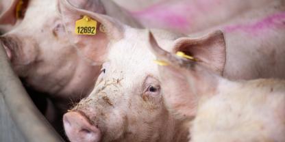 mastschweine-bucht