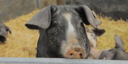 Ein Schwein blickt in Großaufnahme in die Kamera