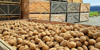 Ärgerlich für Kartoffelbauern im Landkreis Peine: Anders als zunächst geplant, werden ihre Kartoffeln nun vorerst doch nicht zu Pommes verarbeitet.