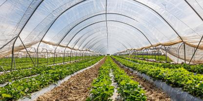 Im Gartenbau und in der Landwirtschaft werden häufig Folien verwendet. Folien aus PE können beispielsweise als Tunnelfolien lange und mehrfach genutzt werden, Mulchfolien gelangen letztlich in den Boden und sollten biologisch abbaubar sein.