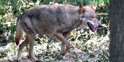 Naturschützer wollen Abschüsse von Wölfen in der Voralpenregion verhindern.